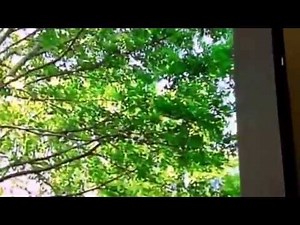 Shaine - Barney - song - colors make me happy