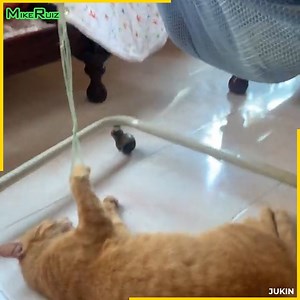 60K views · 1.1K reactions | Animals vs Kids | Mike Ruiz | Facebook