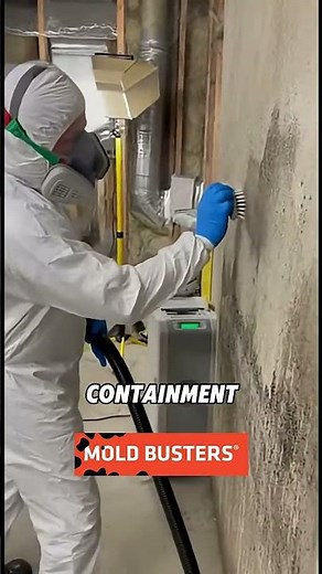 Basement Mold Removal Explained | Mold Busters 👷‍♂️