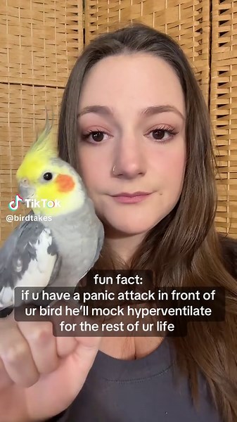 Living with a Cockatiel: Handling Anxiety Together