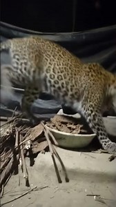 leopard ai tutorial 🖤🐯.. #babifreitas #lion #tutorial