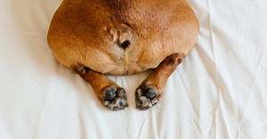 How to deal with your dog’s out-of-control stinky farts