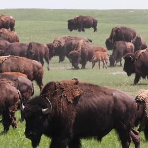 On this day Woodrow Wilson created the Organic Act of 1916. This established the National Parks Service, created to preserve some of our nation’s most unique natural treasures. Come to the library to learn more about the parks we have here in South Dakota, Badlands, and Wind Cave National Park! | Rapid City Public Library | Facebook