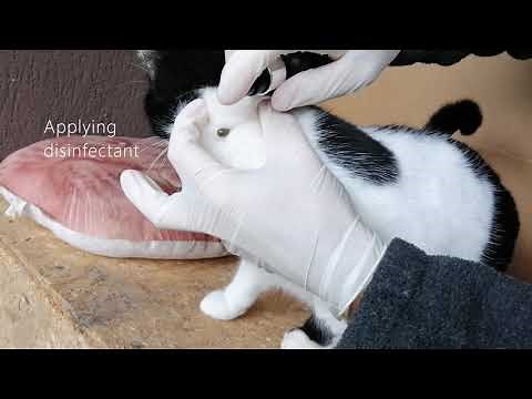 How to remove ticks from the cat l Part 1 - Murry was so brave 🥰