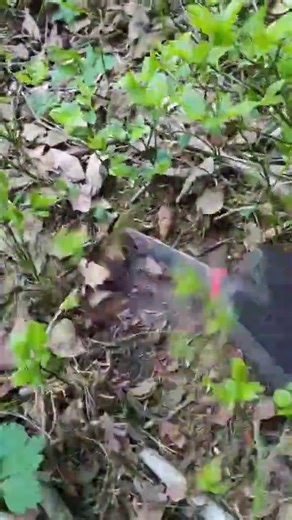 “Shocking Metal Detecting Find in Norway! Equinox 800 Reveals Hidden Treasure”