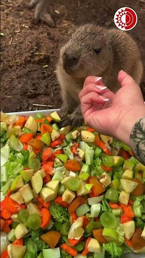 Un bebé capibara, la nueva sensación de Bioparque Estrella Monterrey