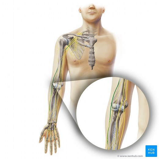 Radial nerve