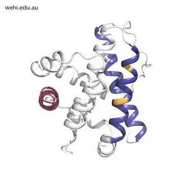 Structure of cell death protein BAX
