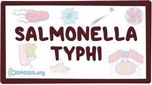 Salmonella typhi (fiebre tifoidea): Vídeo & Anatomía | Osmosis