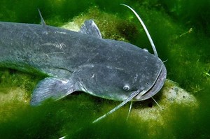 How to make catfish bait top 12 best homemade catfish bait recipes? - Readytribe.com