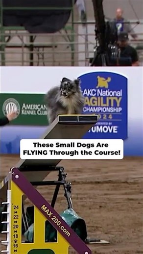 These Small Dogs Are FLYING Through the Course!