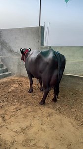 17K views · 810 reactions | Live 3rd Milking Ombir Pandwan 9812621809 || 2nd Timer || Daughter of Shere Hindustan | Sansaniwal Dairy Farm | Facebook