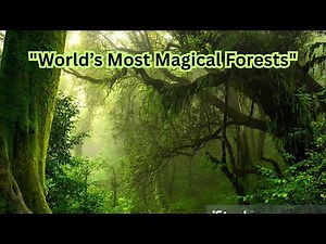 The Most Beautiful Forests in the World / Hidden Natural Wonders