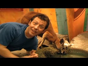 Zoboomafoo with the Kratt Brothers! KANGAROO | Full Episodes Compilation