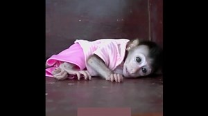 New Investigation Exposes Horrifying, Hidden Cruelty to Baby Monkeys in ‘Cute’ Online Videos