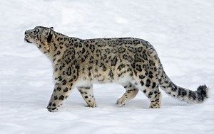 9 Difference between Leopard and Snow Leopard (With Table) - Animal Differences