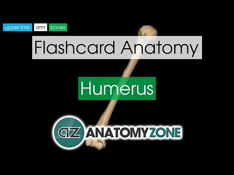 Humerus | Flashcard Anatomy