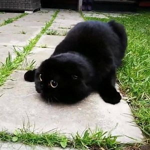 The cutest toothless in real life! 😻 Join our group: Purrtacular | Purrtacular