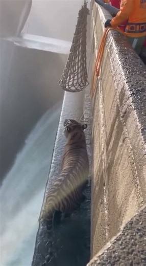 A tiger is stranded on a narrow concrete ledge beside a powerful waterfall at a dam