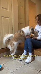 Peco on Instagram: "お散歩後のアリソンのルーティン🎀"