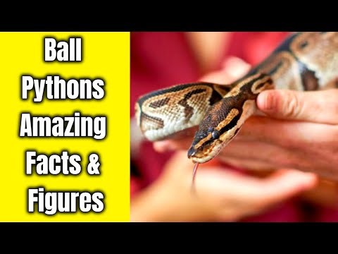 Ball Pythons Amazing Facts | Ball Pythons Amazing Facts & Figures | Ball Pythons Amazing Facts