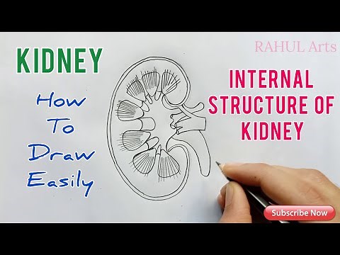 How to Draw Kidney | Internal structure of Kidney