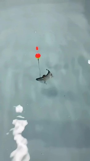 🎣 Revolutionary Fishing Technology: Elevate your fishing game! Our electric fishing lure, with its advanced electric motor and eye-catching LED lights, is a must-have for anglers at all levels. Get ready to attract more fish with ease! 🔋 Long-Lasting Fun: Fish longer, recharge less! Enjoy over 2.5 hours of uninterrupted fishing with our durable electric lure. Fully charged = more catches and less downtime. 🔌 Hassle-Free Recharging: Recharge on the go! Our user-friendly design makes recharging