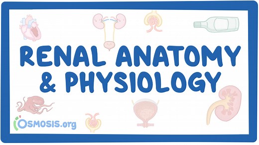 Renal, Kidney, & Urinary System Anatomy and Physiology | Osmosis