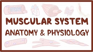 Muscular system anatomy and physiology: Video, Causes, & Meaning | Osmosis