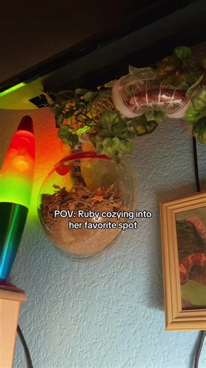 New Hamster Tube Showcase for Snakes 🐍