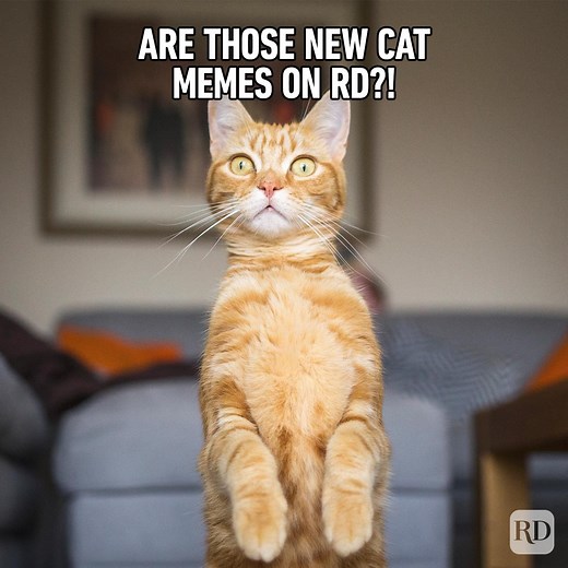 71 Hilarious Cat Memes You Will Laugh at Every Time