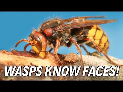 10 Mind-Blowing Wasp Facts You Never Knew! 🐝🐝🐝