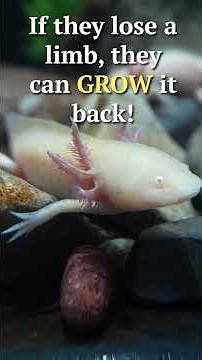 🐟🌟 10 AMAZING Axolotl Facts in 60 Seconds! 🌟🐟[TITLE] | NSTEM
