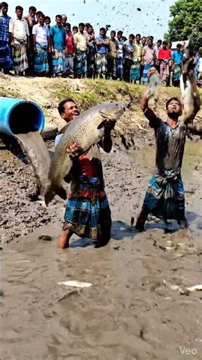 Villagers catch GIANT Boal fish in drained pond 😱🐟 | Real village fishing 4K