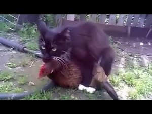 Cats Mating Fail - Cat Mating Chicken - Funny Animal Mating Fails