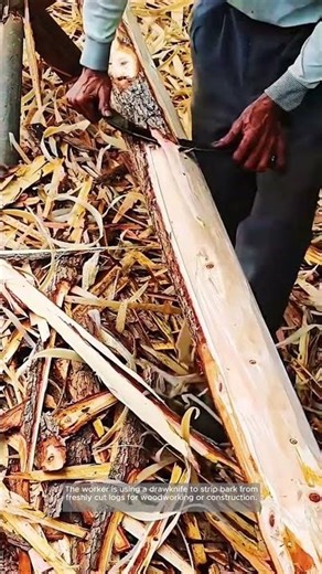 Debarking Logs with a Drawknife