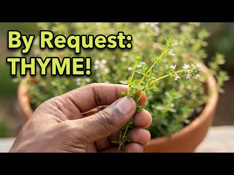 The EASIEST Way to Propagate Thyme (4 Proven Methods for BIG Harvests!)