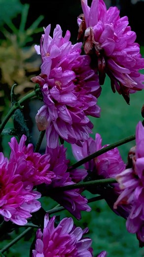 Nature’s Art: A Stunning Bunch of Flowers