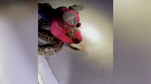 Massive python lunges at hunter during capture