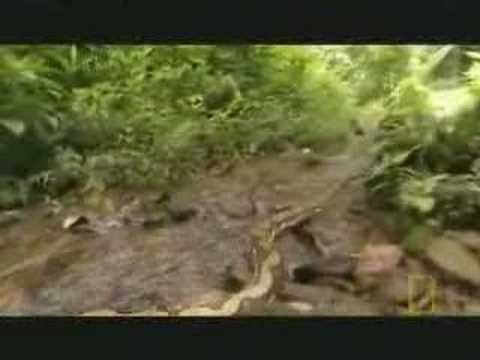 Reticulated Python/Anaconda Comparison