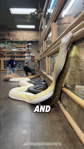 Anaconda VS Python, Who Wins? 😳