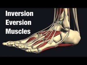 Muscles anatomy of ankle inversion and eversion