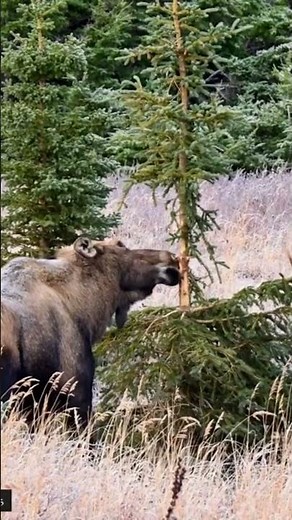 Giant Moose with HUGE Antlers Spotted in Field! #moose #alaska #wildlife