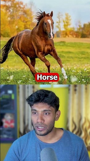 How Animals See The World vs Humans 😱😳