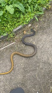 🌟🐍 Meet Barnaby the Yellow-Tailed Cribo 🐍🌟Say hello to one of the most impressive snakes we care for – Barnaby the Yellow-Tailed Cribo (Drymarchon corais). With his striking dark body and vibrant golden tail, he’s an absolute showstopper wherever he goes!✨ Amazing Facts about Yellow-Tailed Cribos: • 🌍 They’re found across Central and South America, from Mexico all the way down into Brazil. • 📏 These snakes are true giants – adults can reach lengths of up to 10 feet (3 meters), making them 