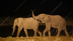 African elephants mating - Stock Video Clip - K010/5534