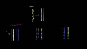 Semi-conservative replication