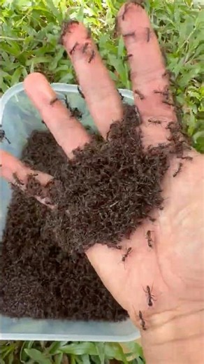 The Most Painful Ant Sting in the World! #shorts #experiment
