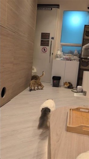 Cat cafe laser pointer nonsense