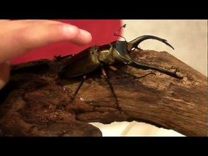 エラフスホソアカクワガタ(Cyclommatus elaphus)